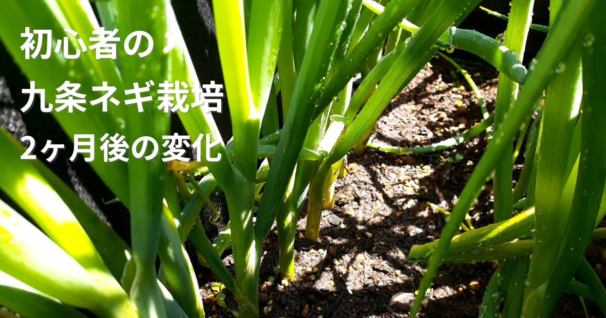 九条ネギ栽培 コンテナ栽培 2ヶ月後の成長記録 初心者の家庭菜園