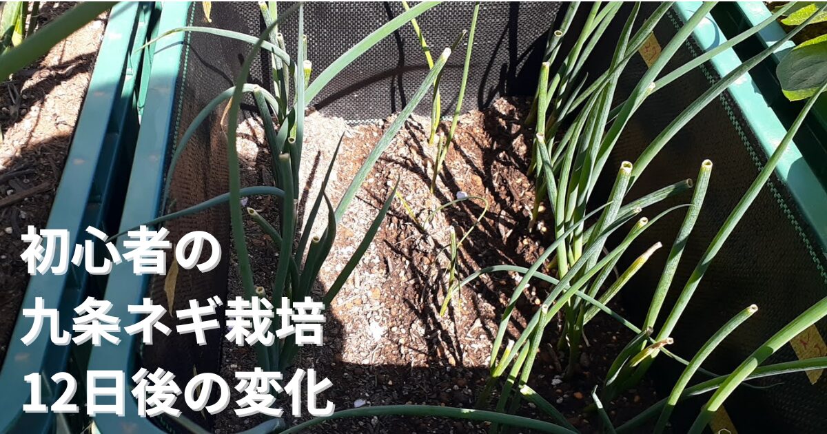 九条ネギ栽培 コンテナ栽培 12日後の成長記録 初心者の家庭菜園
