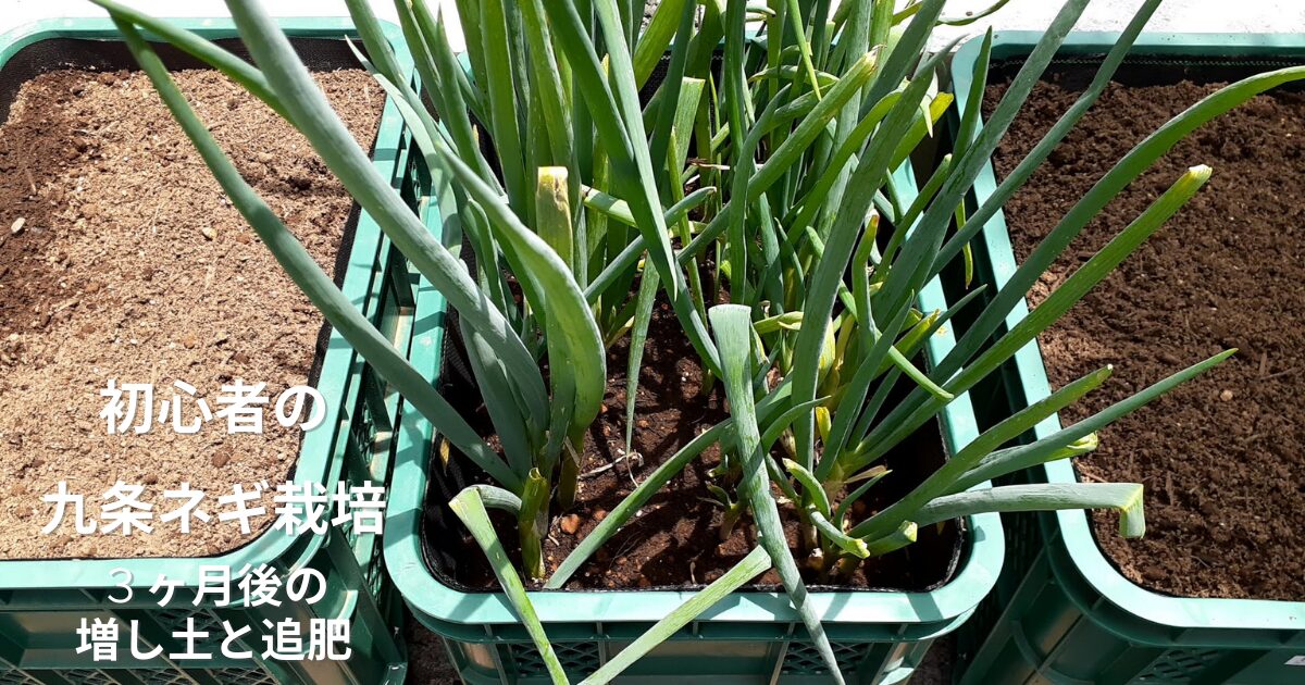 九条ネギ栽培 コンテナ栽培 3ヶ月後の成長記録 初心者の家庭菜園